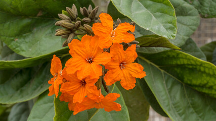 Orange flower, orange flower with green leaves