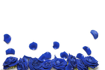 Beautiful blue roses and petals on white background