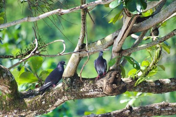 two pigeons on top of a tree