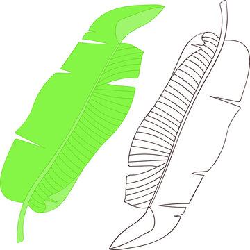 Pair of babana palm leaves. Vector image on white 
background for decorative design.