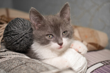 A small playful cute gray and white kitten lies covered with a plaid blanket next to a ball of knitting thread: a place for text, the kitten looks and holds its paws in a ball, soft focus