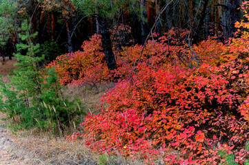 Bright autumn forest with red and orange leaves of smoke tree