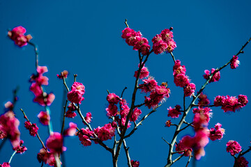 南立石公園の梅