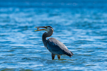 Great Blue Heron