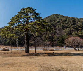 Jeongipumsong Pine Tree over 600 years old with height of 14.5m, at entrance to Songnisan national park in South Korea.