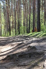 path in the forest