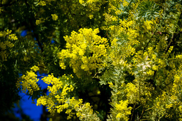 Fototapeta premium 大神のミモザ
