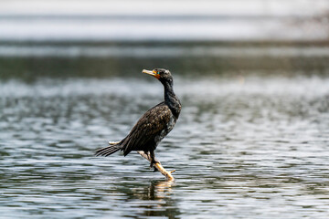 great crested grebe