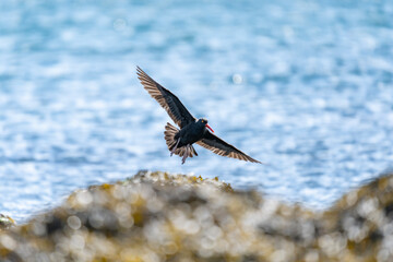 Oystercatcher coming in for landing