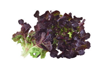 red oak leaf lettuce on a white background