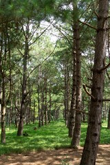 footpath in the woods