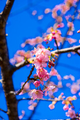 大神の河津桜
