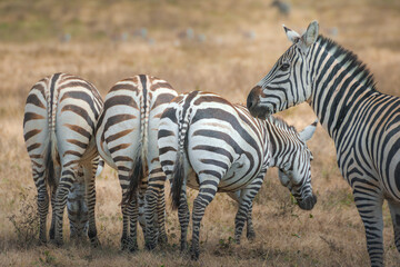 Zebra herd (Equus zebra) at grassland conservation area of Ngorongoro crater. Wildlife safari concept. Tanzania. Africa