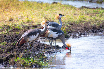 Crowned cranes in the grassland of the Ngorongoro Crater Conservation Area. Safari concept. Tanzania. Africa