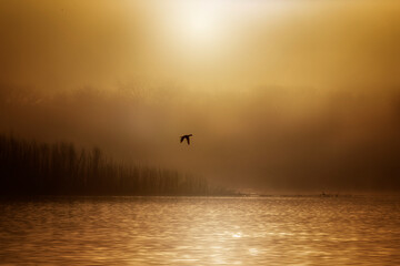 Flying Bird in a Golden Sky