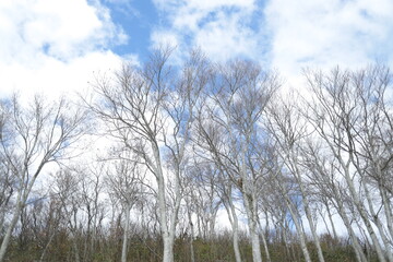 晴れた冬の山頂