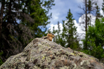 squirrel on a rock