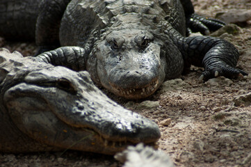 Fototapeta premium Two alligators resting resting in mud