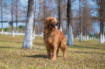 Golden retriever standing on the grass in the park