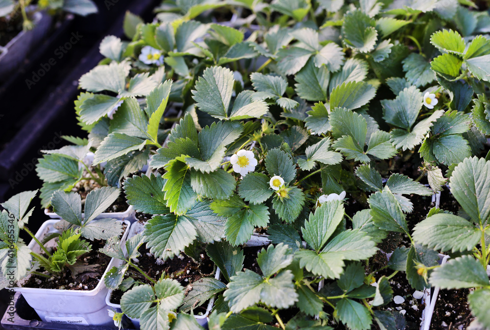 Wall mural strawberry seedlings