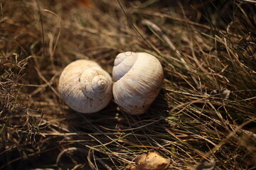 Empty common snail shell houses on dry grass