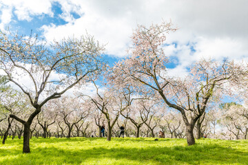 Fototapeta premium Almond trees in bloom in the public park of Quinta de los Molinos in Madrid