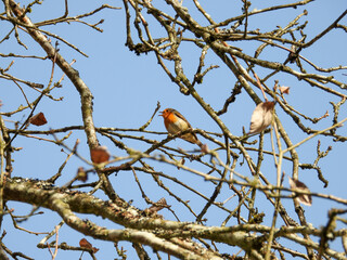 singing robin on a tree