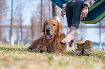 Golden Retriever lying on the grass to accompany the owner