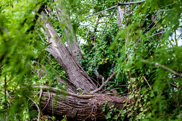 fallen tree with ivy in the middle of the forest