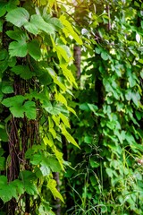 Green leaves of a wild vine in a summer forest
