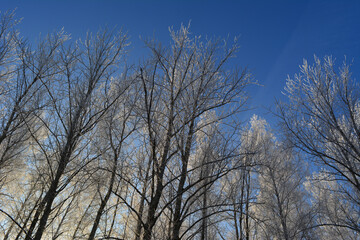 Cold winter day in forest. Trees covered with hoarfrost on the background of bright blue sky.