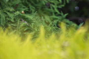 guniper bushes with blurred light green foreground