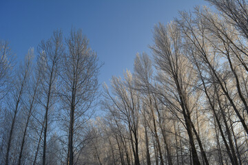 Wintertime landscape. Trees covered with hoarfrost on the background of blue sky.
