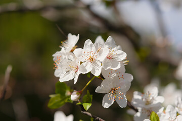 Almond flower close-up in soft focus. Spring atmospheric background of branches of a flowering almond tree. Light pastel background. The concept of awakening nature, tenderness, romance. Spring design