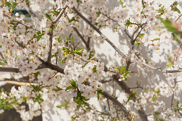 Almond flower close-up in soft focus. Spring atmospheric background of branches of a flowering almond tree. Light pastel background. The concept of awakening nature, tenderness, romance. Spring design