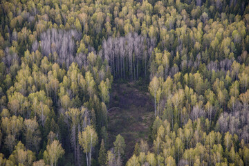 autumn forest landscape