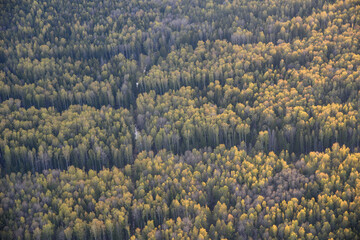 landscape with trees