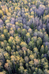 autumn forest in the autumn