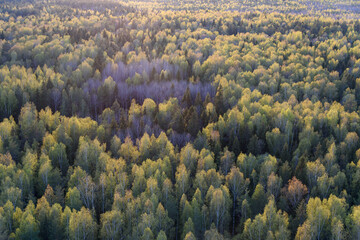 autumn forest in the mountains