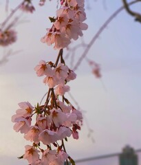 cherryblossom