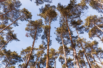 Obraz premium Pine trees on a sunny day.