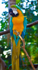 blue and yellow macaw