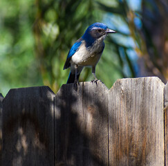 Beautiful Blue Jay bird resting on wooden fence
