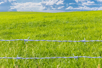 Barbelés sur vert pâturage 