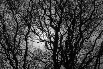 Obraz premium Silhouette of a tree with its twisted branches against the light.