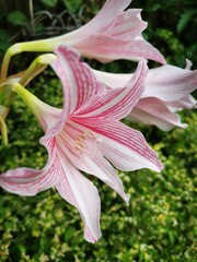 Obraz premium An Orchid