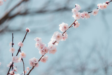 ほんのりピンクの梅の花と淡い青空