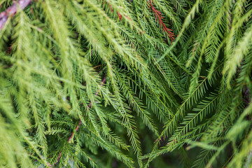 close up of branches with green leaves naad needles, texture