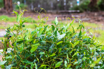 happy green leaves of eucalyptus tree