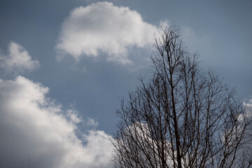空　雲　木 cloud, sunny, tree